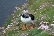 Atlantic Puffin, Fratercula arctica, with sandeels